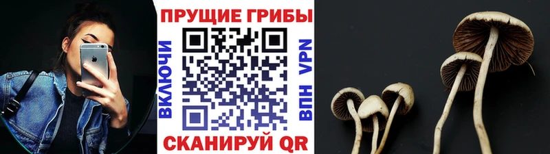 Галлюциногенные грибы MAGIC MUSHROOMS  Купить где  Торжок 
